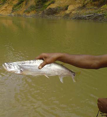 1282_Long Pectoral-Fin Minnow_Macrochirichthys macrochirus.jpg